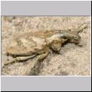 Cleonus piger - Distelgallenruessler 01b 13mm.jpg